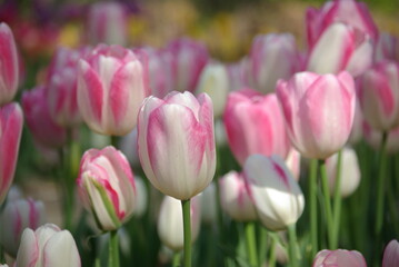 Tulipes roses