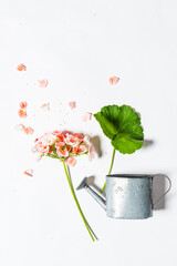green leaves on the white background © Maksim Shebeko