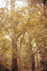 Fototapeta premium yellow trees in fall against the background of the evening sun
