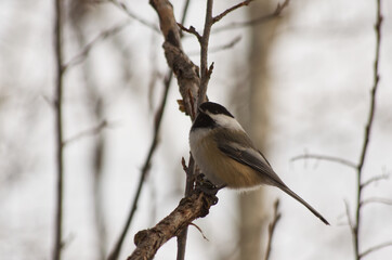 A Black-capped Chickadee on a Branch