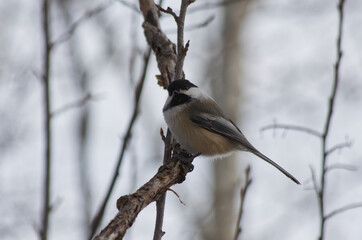 A Black-capped Chickadee on a Branch