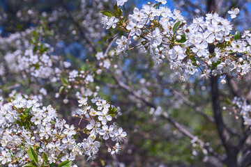 numerous flowers of profusely blooming cherry. Spring. Sunny day