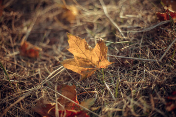 yellow fallen leaf on the ground in the fall