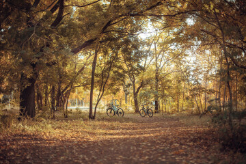 Fototapeta premium yellow trees in fall against the background of the evening sun