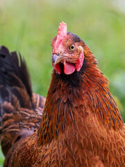 Brown chicken close up on blurred background, portrait of chicken