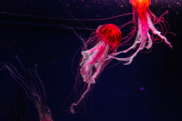 red jellyfish on black