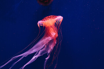 jelly fish in the aquarium