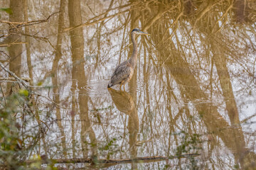 Juvenile great blue heron closeup