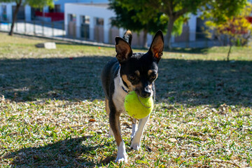 Fototapeta premium Dog playing with ball in the park