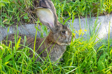 Big gray rabbit breed Vander on the green grass. Rabbit eats grass. Breeding rabbits on the farm