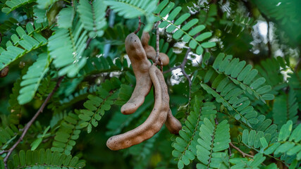 Tamarind is a leguminous tree bearing edible fruit that is indigenous to tropical Africa. The genus Tamarindus is monotypic, meaning that it contains only this species.