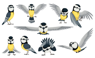 Tit bird set in different position. Titmouse bird in cartoon flat style beautiful character. Vector illustration isolated on white background