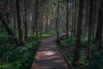 Obraz premium Wooden walking trail in a beautiful forest