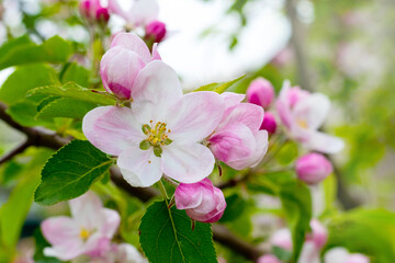 Fototapeta na wymiar Flowers and buds of apple trees on a tree. Apple tree branch during flowering
