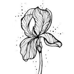 flower, stem, petal, petals, iris, narcissus, view, sketch, drawing, paper, plant, botany, plant, grass, weed, flowerbed, decor, garden, graphics, abstraction, simple, line, black, caricature, dot, im
