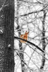 Red squirrel in a winter park on a branch.