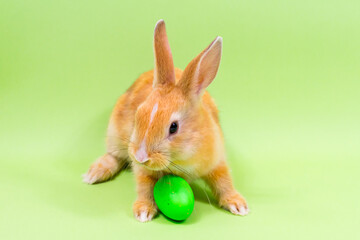 Easter bunny close-up with a green colored egg on a green background. Easter holiday concept.