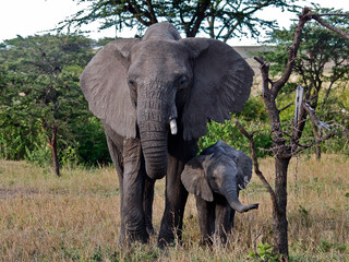 Fototapeta premium Mother and Baby Elephant