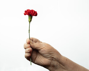 Grandma's hand holds red carnation flower.White background. Dianthus caryophyllus.