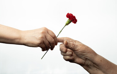 Granddaughter's hand holds red carnation flower for grandmother's hand. White background. Dianthus...