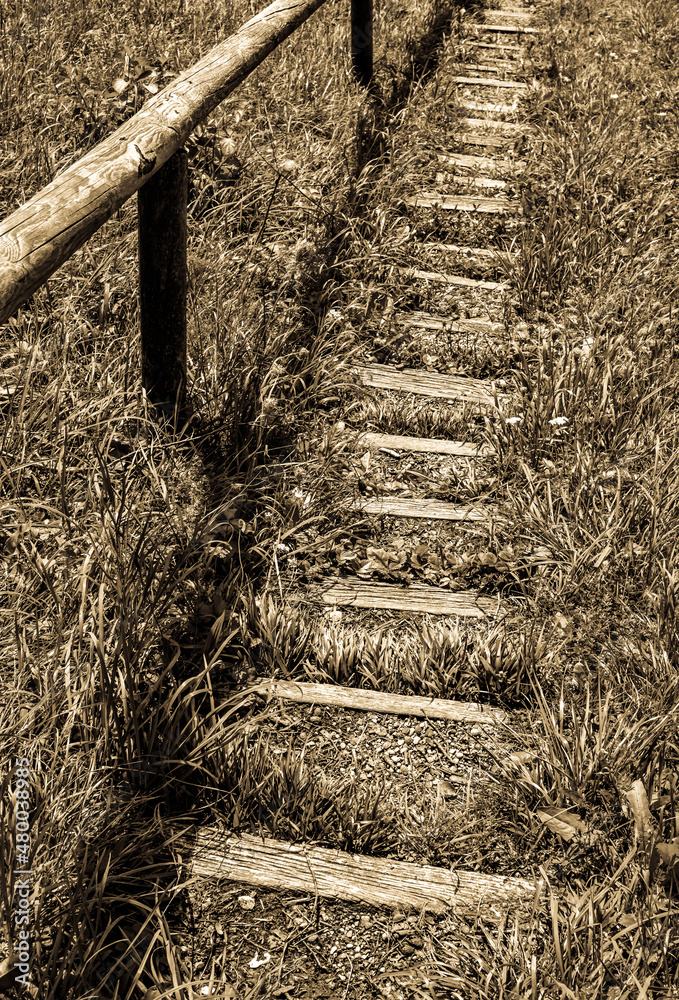 Sticker wooden steps at a forest