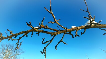 Fototapeta na wymiar tree in winter on a background of sky