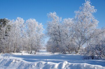 Fototapeta na wymiar Frozen trees in Siberia in Russia