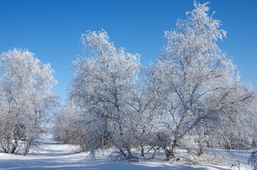 Fototapeta na wymiar Frozen trees in Siberia in Russia