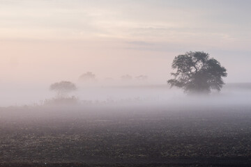 Arbol con neblina