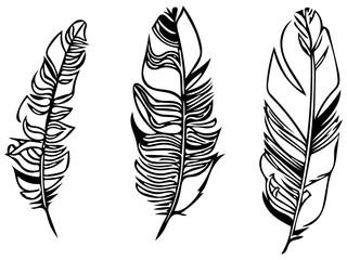 feathers black and white