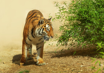 Siberian tiger (Panthera tigris altaica) standing on a rock