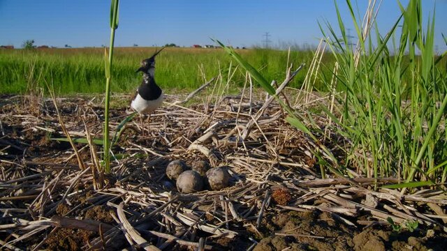 Northern lapwing (Vanellus vanellus) incubating eggs in nest, breeding in the field