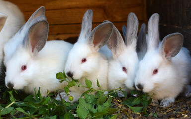 Californian breed rabbits