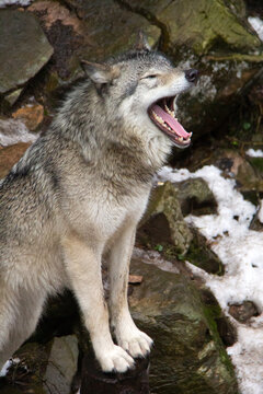 Portrait of a grey wolf yawning 