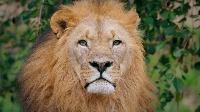 Southwest African lion (Panthera leo bleyenberghi) sniffing, smelling prey