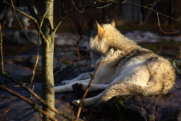 Naklejka na ściany i meble Back of a grey wolf laying on the snow in a forest