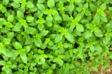 In nature grows stinging nettles (Urtica urens)