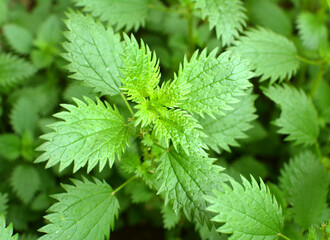 In nature grows stinging nettles (Urtica urens)