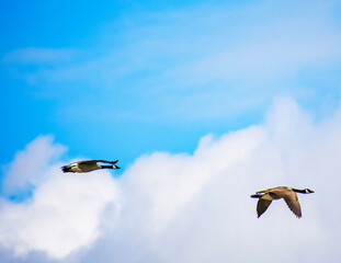 airplane in the sky