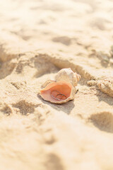 Fototapeta na wymiar wedding rings in a shell on the seashore in summer