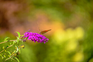 Cute butterfly on a flower