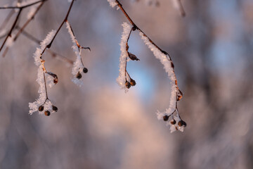 Seeds and dry leaves of linden tree in the snow in winter morning sunrise light
