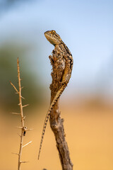Ground Agama in the Kgalagadi
