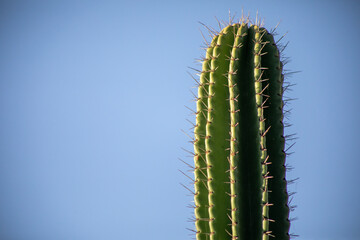 cactus mexicano