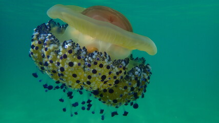 Mediterranean jellyfish or fried egg jellyfish, Mediterranean jelly (Cotylorhiza tuberculata)...