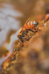 Macro of a Bee