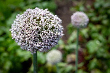 Leeks grown for their seeds, produce beautiful spherical mauve flowers, which are attractive to bees. They are also desired to sprinkle through salads for an onion and garlicky taste. Canterbury, NZ