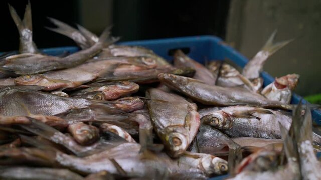 Fish seafood factory. Cod fish processing in a fish industry. Fish processing factory.