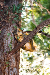 Naklejka na ściany i meble squirrel in the tree eating a nut 