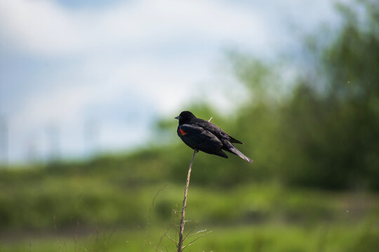 red winged blackbird